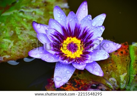 (Nymphaea nouchali var. caerulea) - also called as Egyptian lotus, Blue lotus, Blue water lily, Cape water lily, frog's pulpit, blue lotus of nile.

This lotus has been used to produce perfumes. Royalty-Free Stock Photo #2215548295