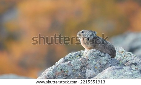 Tailless Rats at Inner Mongolia Royalty-Free Stock Photo #2215551913