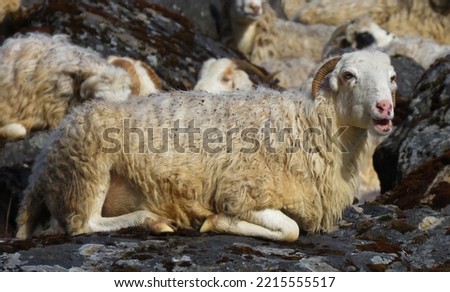The Merino is a breed or group of breeds of domestic sheep, characterised by very fine soft wool.                               