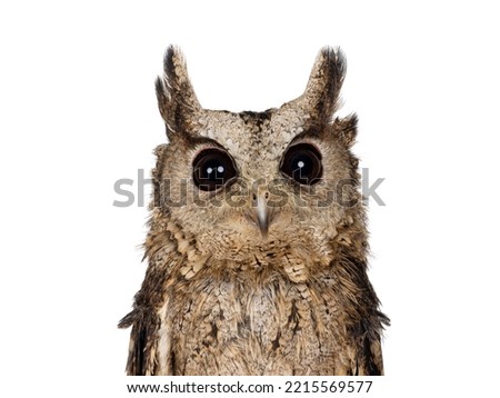 Head shot shot of feathers from an Indian Scops owl aka Otus bakkamoena, looking straight to camera. Isolated on a white background. Ears down. background. Ears up.