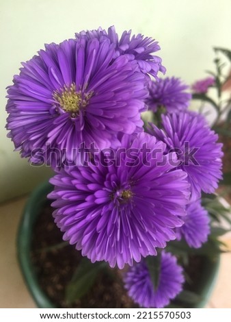 purple aster flowers growing in a pot