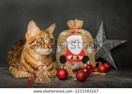 Bengal cat with Christmas decorations on a black background.Greeting card. Copy space.