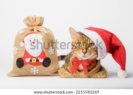 Bengal cat with a bag of gifts isolated. Christmas and New Year concept. Cat in a hat. Christmas decor, Christmas tree decoration.