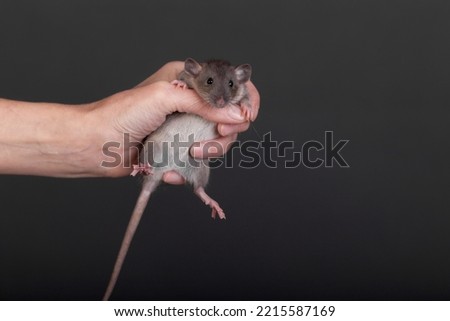 baby rat in human hand close up