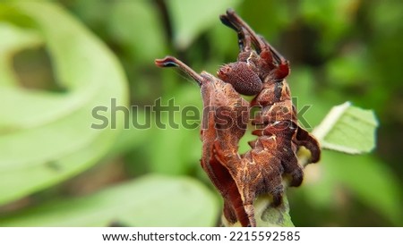 Defense pose of a moth caterpillar.  lobster moth (Stauropus fagi). Weird and wonderful larva. Slective focus. High quality photo