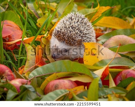 Hedgehog in the garden - nice autumnal picture