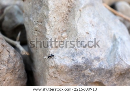 A little ant looking for food