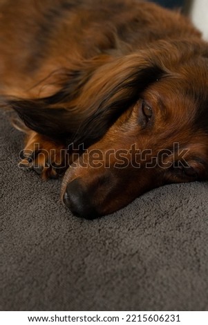 Red haired dachshund dog portrait close up, sleeping doxie lying on a bed gray background, big furry ears