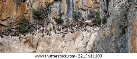 Griffon vultures, Eurasion griffons (Gyps fulvus) at rest on rock ledges in a mountain canyon gorge