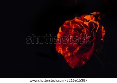 Dark moody flowers red roses background. Dark floral rose banner. Mystical Deep red purple flower on black background