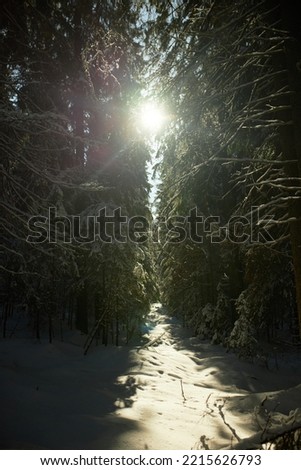 Vertical image of wild nature in sunny winter day, pine trees growing in green forest with snow on ground and sun rays going through branches, shining brightly on cold January morning