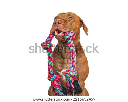 Lovable, pretty puppy and play rope. Close-up, indoors. Studio photo. Concept of care, education, obedience training and raising pet