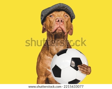 Charming puppy and football ball. Close-up, indoors. Studio photo. Concept of care, education, obedience training and raising pet