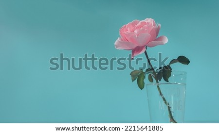Beautiful pink rose on blue light background in the morning and copy space for design, Concept Mother's Day and start of a bright day and good mental health and flowers of Valentine.