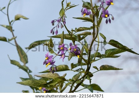 Bittersweet nightshade (Solanum dulcamara) flowers and buds with leaves. Place for text. Royalty-Free Stock Photo #2215647871
