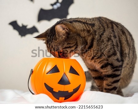 The striped cat looks into the pumpkin basket. Halloween holiday, funny animals