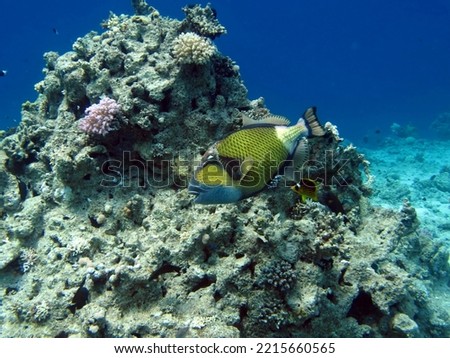 
Triggerfishes Balistidae. Fish - a type of bony fish Osteichthyes Spin-horned (Balistidae) Bluefeather ballistode.
