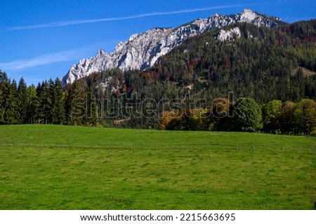 Large green meadow and coniferous forest against the backdrop of the Alpine mountains