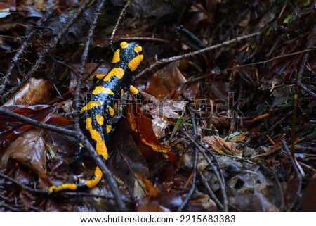 Black and Yellow fire salamander on wet leaves in the forest