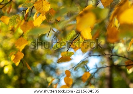 Branches with foliage of a birch tree in an autumn forest or park closeup	