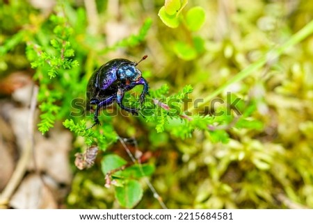 Dor beetle, species of earth-boring dung beetle, Anoplotrupes stercorosus, crawled on a blade of grass, selective focus Royalty-Free Stock Photo #2215684581
