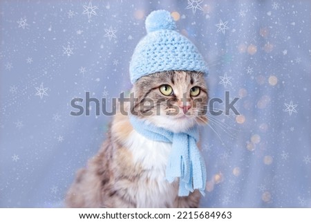 Cute Kitten in a blue hat and scarf on a blue background with sparkling Christmas lights or stars. Portrait beautiful Cat. Christmas card. New Year concept. Cat with green eyes. Snowflakes. 2024