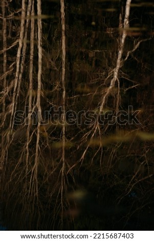 Abstract reflections of birches on the water of a forest lake in late autumn