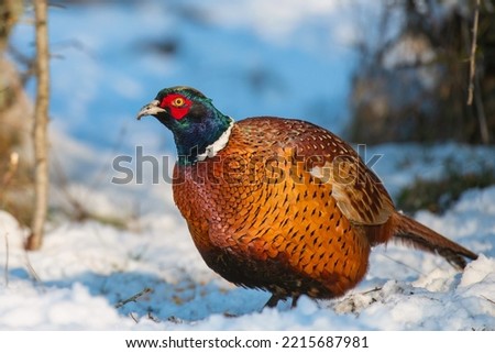 Male Common Pheasant Phasianus colchicus in the wild. Bird in winter in the forest. Royalty-Free Stock Photo #2215687981