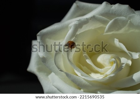 ladybug on a white rose