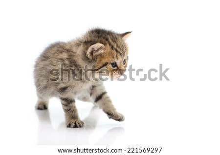 Cute tabby kitten  on white background isolated