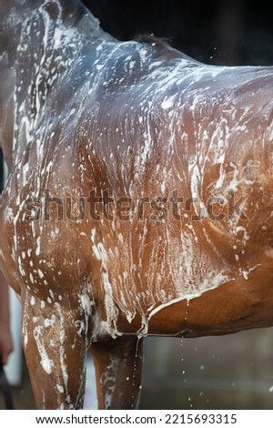 shampooing a horse or horse bathing close up of horses middle and back with shampoo soap suds bay horse being bathed or washed with shampoo outside in the daytime vertical format with room for type  Royalty-Free Stock Photo #2215693315