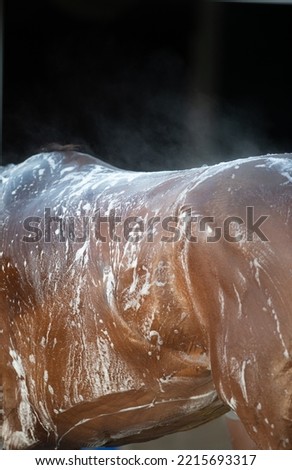shampooing a horse or horse bathing close up of horses middle and back with shampoo soap suds bay horse being bathed or washed with shampoo outside in the daytime vertical format with room for type  Royalty-Free Stock Photo #2215693317