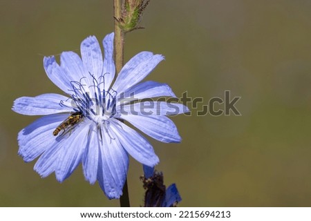 Close up of a chicory (cichorium intybus) flower in bloom
