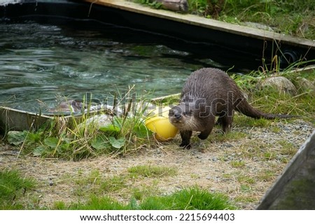 An otter playing with his toys
