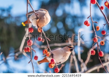 Bohemian waxwing sitting on a wild apple tree in winter or early spring day. The waxwing, a beautiful tufted bird eats red wild apples in winter. Wild bird. Latin name Bombycilla garrulus