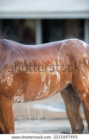 shampooing a horse or horse bathing close up of horses middle and back with shampoo soap suds bay horse being bathed or washed with shampoo outside in the daytime water dripping from horse vertical Royalty-Free Stock Photo #2215697493