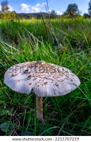 Parasol mushroom growing in a forest meadow on a beautiful autumn day