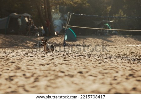 dog on beach in the evening