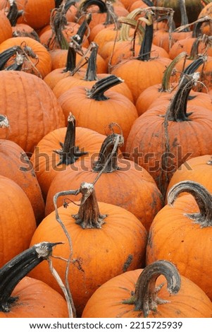 Pumpkins on the farm in the fall
