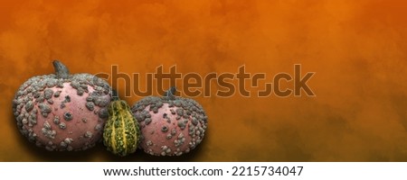 Autumnal pumpkins on orange background