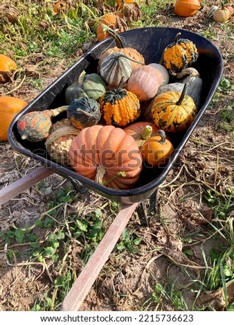 Pumpkins, Gourds, and Decorative Squash in a Wheelbarrow in a Patch