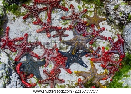 A lot of colorful beautiful starfish lying on the bottom in the blue ocean. Zanzibar island. High quality photo Royalty-Free Stock Photo #2215739759