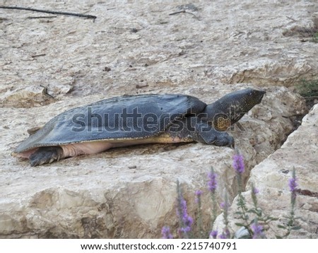 African Softshell Turtle (Trionyx triunguis) Royalty-Free Stock Photo #2215740791
