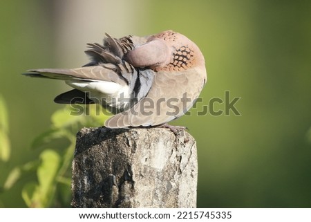 View of Perched Laughing Dove