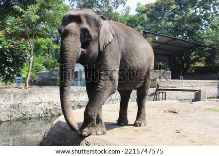 Elephant In Zoo Relaxing With Long Trunk