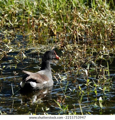         Common Gallinule floating in the lake at Jarvis Creek Park. Greenery provides the background.                       