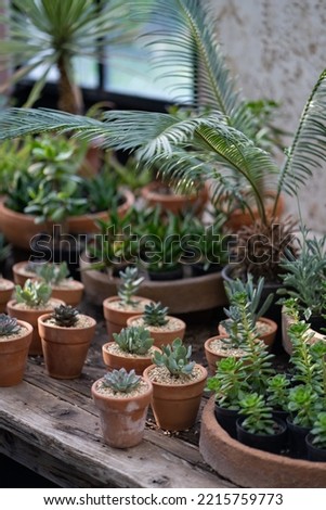 Cozy plant store with planter pots on wooden showcase and terracotta pot on floor. Greenhouse with decorative succulent houseplants for sale. Home floral design studio. Small business, garden nursery.