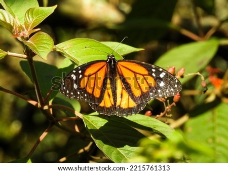 Orange and black butterfly resting on a tree branch with green leafs in the background