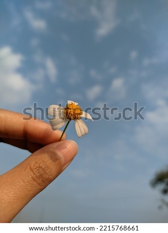 a hand holding a small white flower with yellow pistil on a sunny day