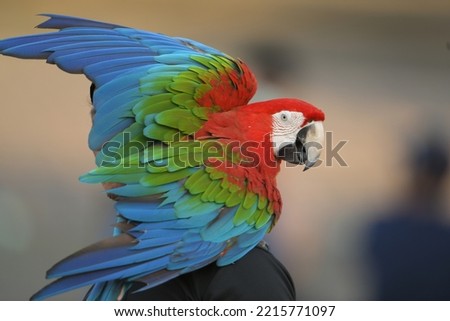 Green wing macaw parrot bird free flying in garden Royalty-Free Stock Photo #2215771097